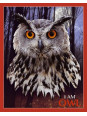 MADD CAPP, Puzzle konturowe I AM - Sowa 550 elem. MADD CAPP, Puzzle konturowe I AM - Sowa 550 elem.