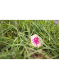 BS Toys, drewniana gra 4 w 1 Znajdź robaczka XL BS Toys, drewniana gra 4 w 1 Znajdź robaczka XL