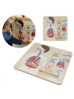 MASTERKIDZ Tablica Edukacyjna Układ Oddechowy Montessori