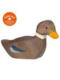 Duck, swimming