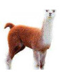 Puzzle konturowe dla dzieci - Madd Capp I Am Lil Llama 100 el Puzzle konturowe dla dzieci - Madd Capp I Am Lil Llama 100 el