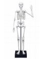 Szkielet człowieka - 45 cm 2180 Szkielet człowieka - 45 cm 2180