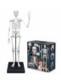 Szkielet człowieka - 85 cm 2181 Szkielet człowieka - 85 cm 2181