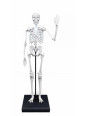 Szkielet człowieka - 85 cm 2181 Szkielet człowieka - 85 cm 2181