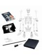 Szkielet człowieka - 85 cm 2181 Szkielet człowieka - 85 cm 2181