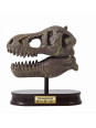 Muzeum czaszek dinozaura - TYRANOZAUR 2130 Muzeum czaszek dinozaura - TYRANOZAUR 2130