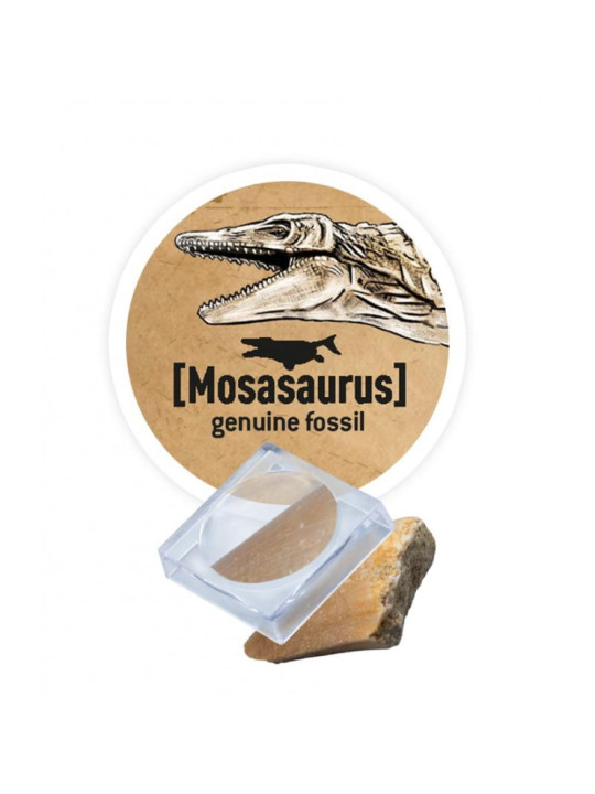 Mały paleontolog - Triceratops 445TRI