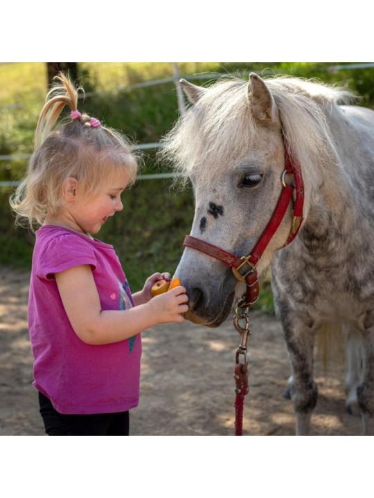 Zestaw do pielęgnacji konia 8el Hobby Horse akcesoria
