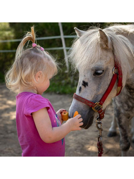 Zestaw do pielęgnacji konia 8el Hobby Horse akcesoria